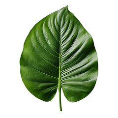 Large green leaf. No background