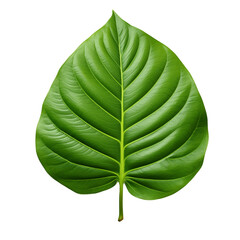 Large green leaf. No background