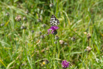 Marbled White (Melanargia galathea) butterfly sitting on a pink scabiosa in Zurich, Switzerland