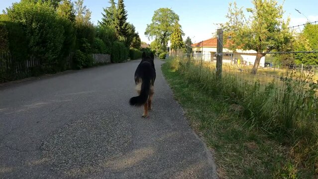 Deutscher Sch&auml;ferhund l&auml;uft voraus. Kamera Ansicht von hinten folgend