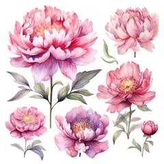 Obraz premium Set of Watercolor Peony Flowers on White Background AI Generated