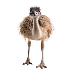 ostrich isolated on white.