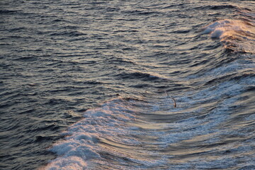 Mouette sur sillage de bateau