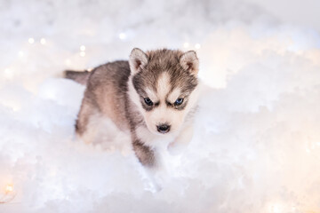 Obraz premium A little one and a half month old husky puppy stand on white fluff with luminous garlands.