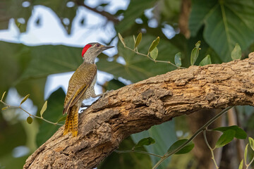 Fine-spotted Woodpecker perched on a tree