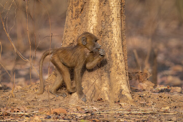 Juvenile Guinea baboon found a snack