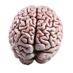 Brain isolated on a trasparent background