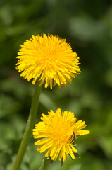 Taraxacum flower on a grass background, close up shot, local focus