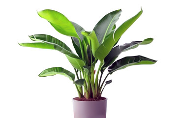 Fototapeta na wymiar Banana tree, fresh green tropical plant in a pot isolated on transparent background, PNG