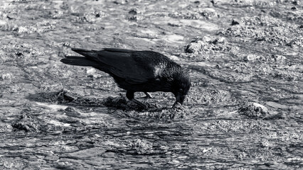 Crow Digging