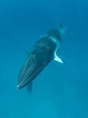 Minke whales in Great Barrier Reef