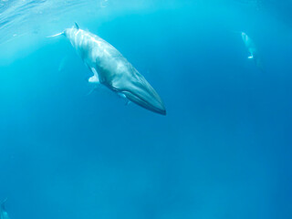 Minke whales in Great Barrier Reef