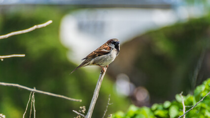 Sparrow on a Twig