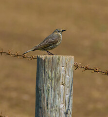 Thrush Perched
