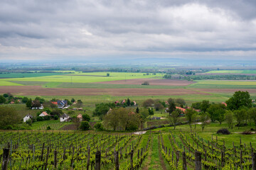 Naklejka premium Vineyard. Rows of vine grape in vineyards in spring