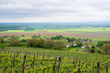 Fototapeta na wymiar Vineyard. Rows of vine grape in vineyards in spring