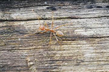 macro of a ant 