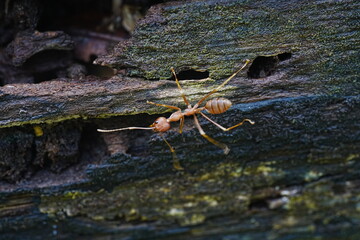 Oecophylla smaragdina, commonly known as the weaver ant or green tree ant, is a species of ant found in tropical Asia and Australia. 紅樹蟻