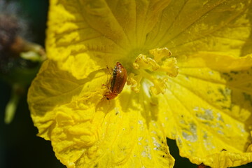Aulacophora indica, commonly known as the Indian Aulacophora beetle or the pumpkin beetle, is a species of leaf beetle in the family Chrysomelidae. These beetles are native to Asia|黃守瓜