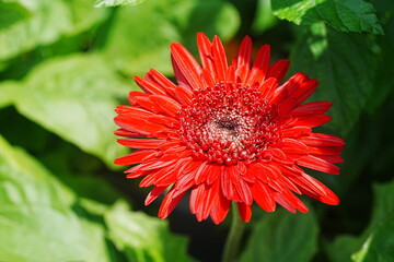 The Barberton daisy, scientifically known as Gerbera jamesonii, is a perennial flowering plant native to southern Africa, specifically the Barberton region of South Africa|非洲菊