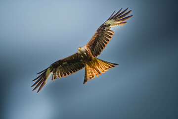 red kites during the hunt