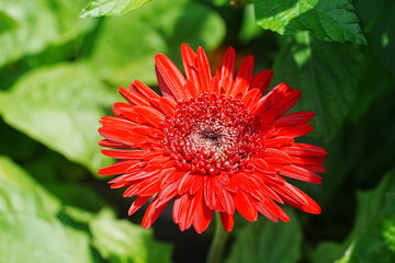 The Barberton daisy, scientifically known as Gerbera jamesonii, is a perennial flowering plant...