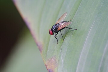 Ophyra is a genus of flies belonging to the family Muscidae, commonly known as the small dung flies or lesser house flies. These flies are often associated with decaying organic matter, such as dung