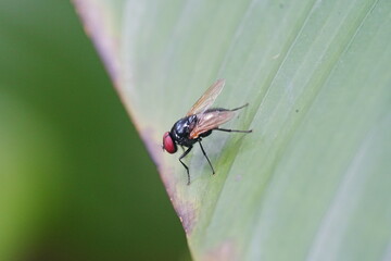 Ophyra is a genus of flies belonging to the family Muscidae, commonly known as the small dung flies...