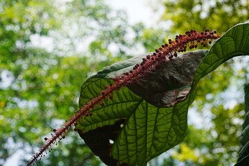 Coccoloba rugosa, commonly known as the wrinkled-leaved or sea grape, is a tropical tree or shrub native to coastal areas in the Caribbean, Florida, and parts of Central and South America.