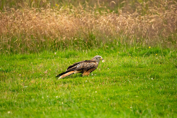 red kites during the hunt