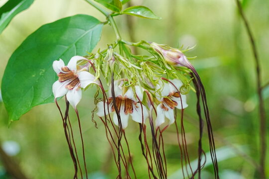 Strophanthus kombe is a plant species native to tropical Africa, particularly found in countries like Kenya, Tanzania, Uganda, and Rwanda. It belongs to the Apocynaceae family|羊角拗屬