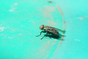 arcophagidae - Flesh flies|Sarcophagidae|麻蠅