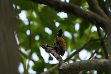 The common flameback (Dinopium javanense), also referred to as the common goldenback, is a small (28–30 cm), three-toed woodpecker in the family Picidae, found throughout South and Southeast Asia.