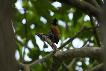 The common flameback (Dinopium javanense), also referred to as the common goldenback, is a small (28–30 cm), three-toed woodpecker in the family Picidae, found throughout South and Southeast Asia.