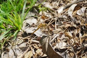 Pantala flavescens on the ground|Invertebrates (Dragonfly and Damselfly)