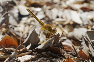 Pantala flavescens on the ground|Invertebrates (Dragonfly and Damselfly)