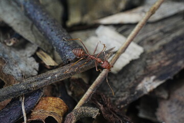 red ant on the ground