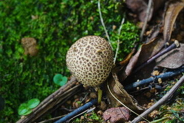 mushroom on the tree