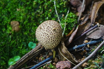 mushroom on a tree