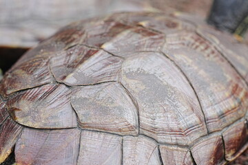 Baby Red Eared Slider Habitat| turtle|紅耳龜
