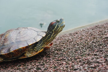 Baby Red Eared Slider Habitat| turtle|紅耳龜