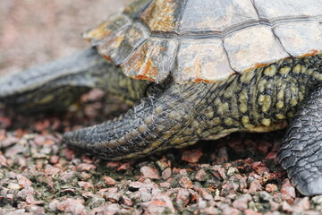 Baby Red Eared Slider Habitat| turtle|紅耳龜