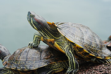 Obraz premium Baby Red Eared Slider Habitat| turtle|紅耳龜