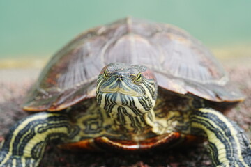 Obraz premium Baby Red Eared Slider Habitat| turtle|紅耳龜