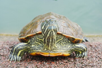 Baby Red Eared Slider Habitat| turtle|紅耳龜
