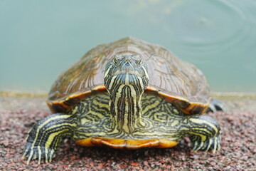 Baby Red Eared Slider Habitat| turtle|紅耳龜