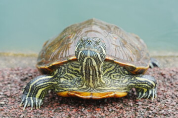 赤耳スライダーの幼体の生息地|亀|紅耳龜 (Akamimi suraidā no yōtai no seisoku-chi | kame | kōmimi kame)