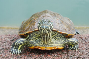 Baby Red Eared Slider Habitat| turtle|紅耳龜