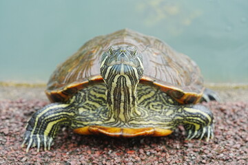 Baby Red Eared Slider Habitat| turtle|紅耳龜