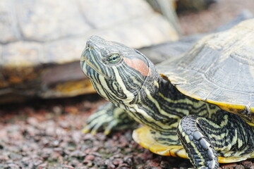 **붉은귀거북(Red Eared Slider)**은 아메리카 원산지의 담수 거북으로, 그...